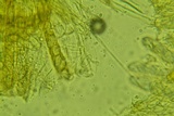 Lasiobolus intermedius image