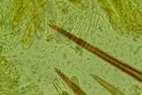 Lasiobolus intermedius image