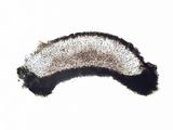 Caloplaca variabilis image