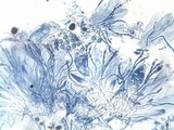 Caloplaca variabilis image