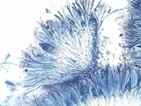 Caloplaca variabilis image