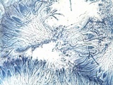 Caloplaca variabilis image