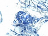Caloplaca variabilis image