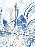 Caloplaca variabilis image