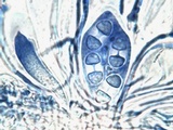 Caloplaca variabilis image