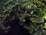 Xanthoria ulophyllodes image