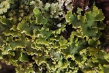 Xanthoria ulophyllodes image