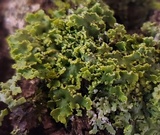 Xanthoria ulophyllodes image