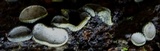 Rhytidhysteron columbiense image