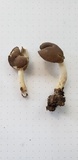 Helvella elastica image
