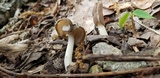 Helvella elastica image