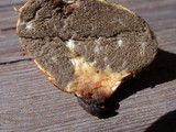 Truncocolumella citrina image