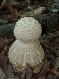 Amanita daucipes image