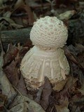 Amanita daucipes image