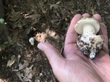 Amanita brunnescens image