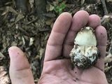 Amanita brunnescens image