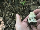 Amanita brunnescens image