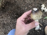Amanita brunnescens image