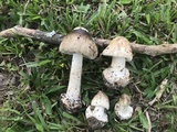 Amanita brunnescens image