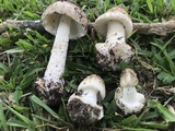 Amanita brunnescens image
