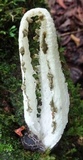 Blumenavia rhacodes image