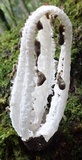Blumenavia rhacodes image