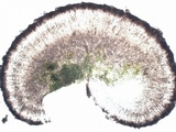 Caloplaca variabilis image
