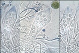 Caloplaca variabilis image