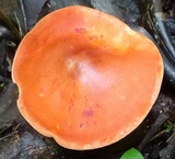 Leucopaxillus gracillimus image