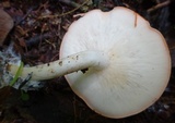 Leucopaxillus gracillimus image