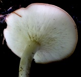 Leucopaxillus gracillimus image