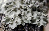 Flavopunctelia soredica image