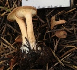 Clitocybe squamulosa image