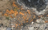 Anthracobia macrocystis image