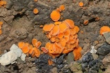 Anthracobia macrocystis image