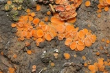Anthracobia macrocystis image
