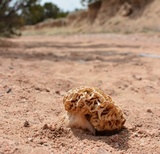 Morchella americana image