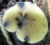 Hydropus nigrita image