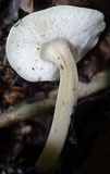 Hydropus nigrita image