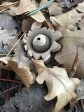 Geastrum triplex image