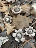 Geastrum triplex image