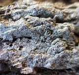 Lecanora hybocarpa image