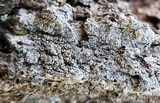 Lecanora hybocarpa image