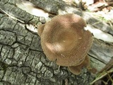 Panus lecomtei image