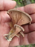 Panus lecomtei image