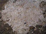 Aspicilia contorta image