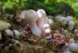 Coprinopsis variegata image