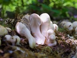 Coprinopsis variegata image