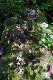 Coprinopsis variegata image