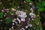 Coprinopsis variegata image